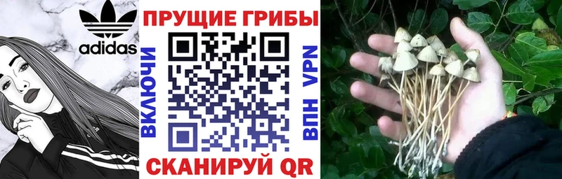 Псилоцибиновые грибы Psilocybine cubensis  Новокубанск 